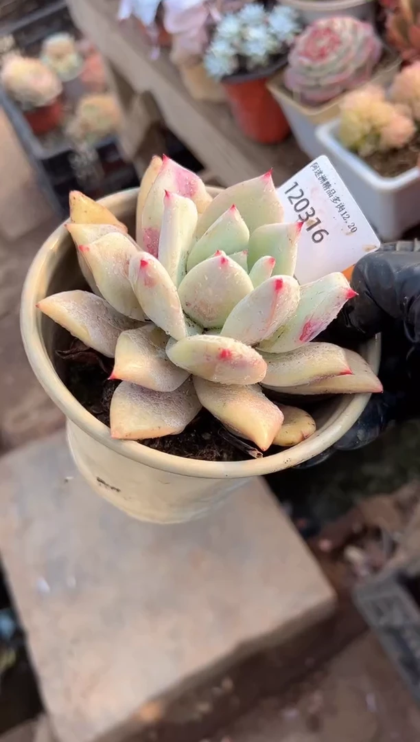 青*阿迷洲多肉花卉20316