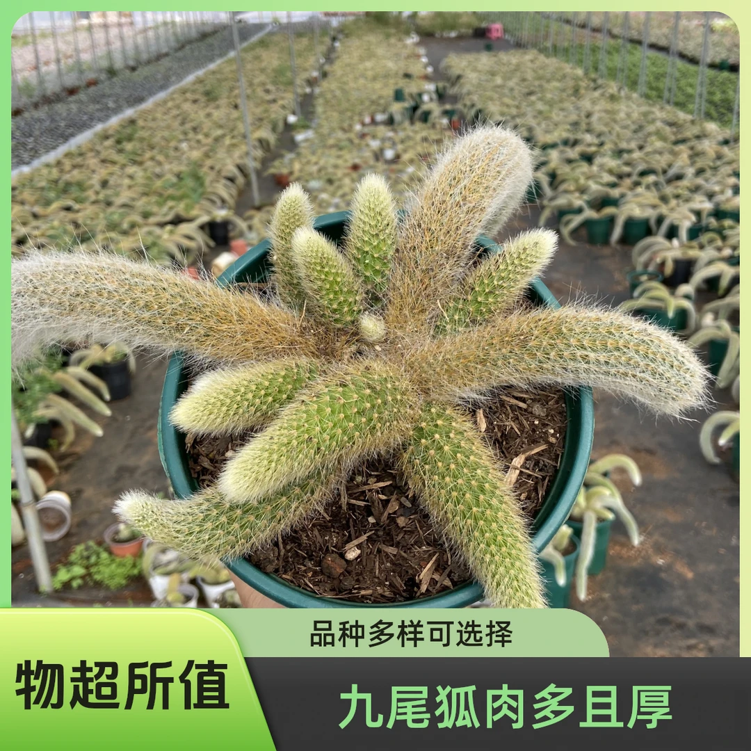 中号网红九尾狐多肉植物毛茸茸长尾易养护吸甲醛办公室桌面绿植