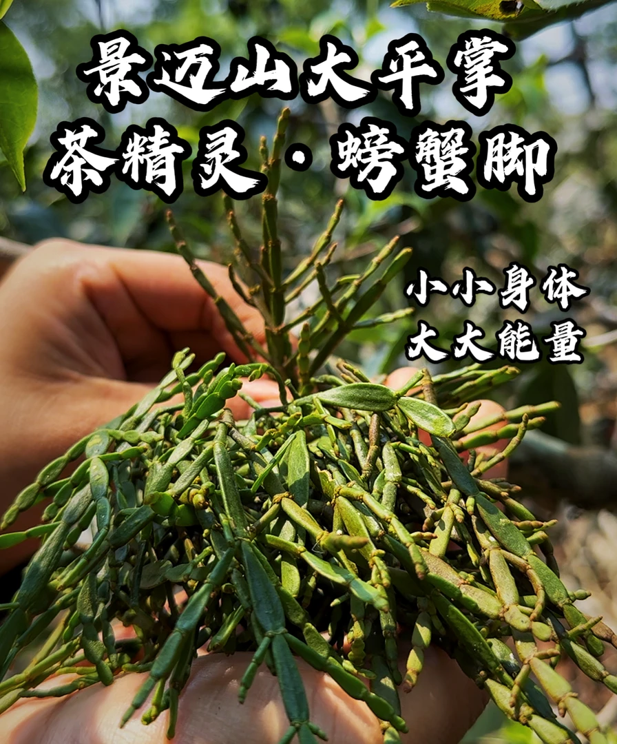 【茶精灵 好东西！】2025年 景迈大平掌古茶树上的螃蟹脚 袋装 散装