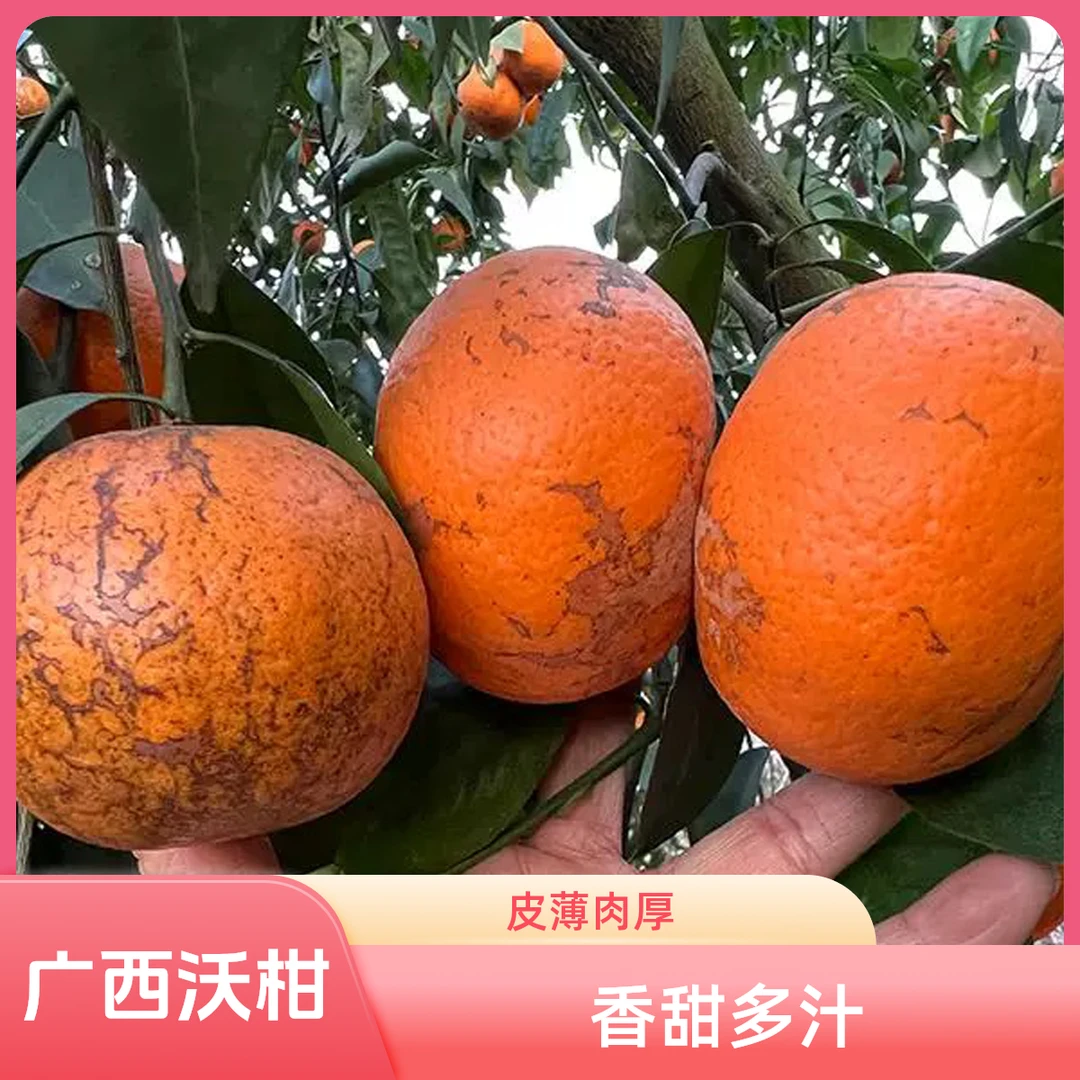广西武鸣沃柑老树花皮果带箱10斤香甜多汁皮薄肉厚蜜甜水果新鲜