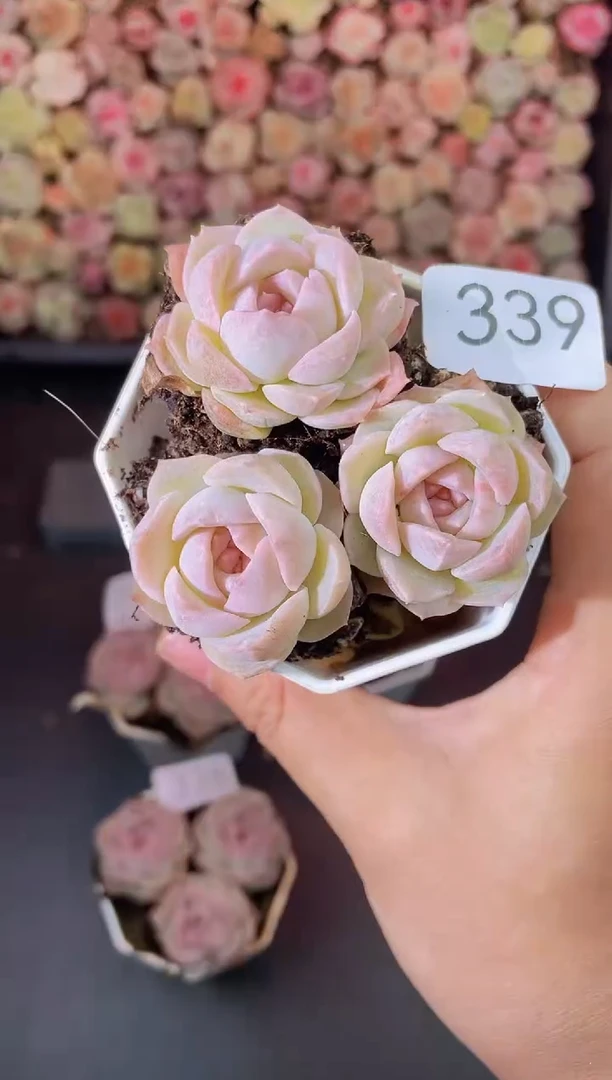 339梦幻泡影一物一拍一组