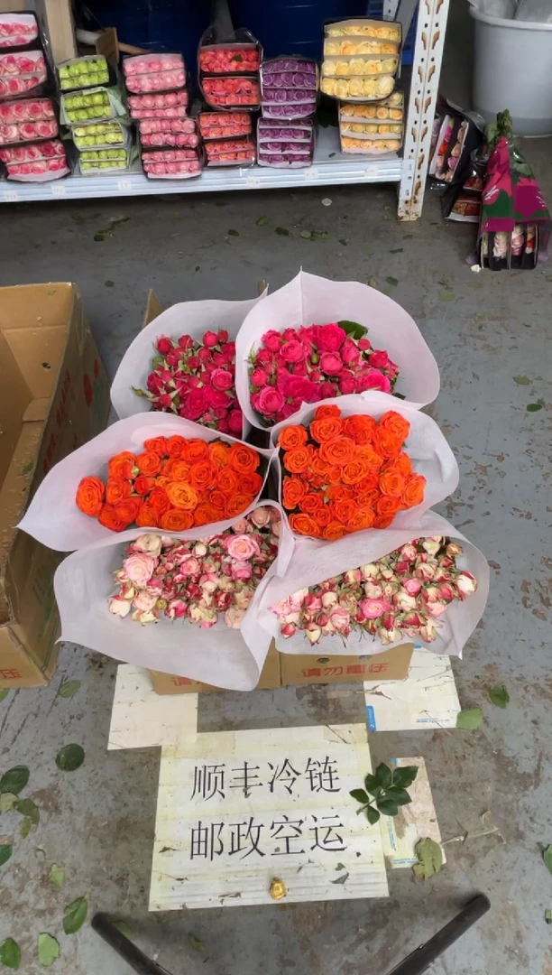 折射10枝+橙色芭比10枝+苏菲20枝