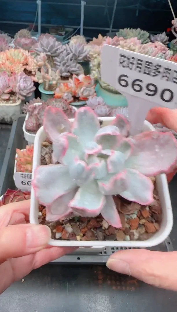 【闪购商品】6690.