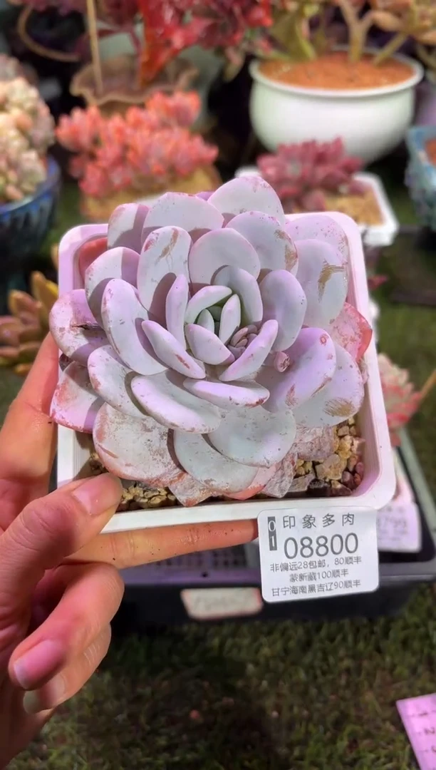 【闪购商品】08800