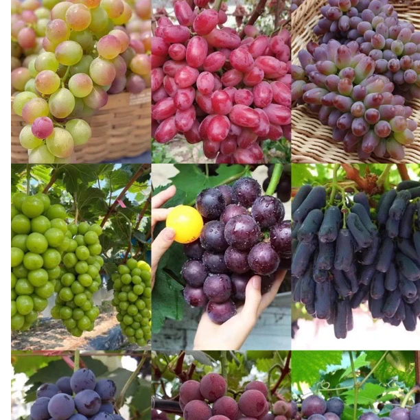 葡萄树苗批发零售阳光玫瑰蓝宝石巨峰妮娜皇后玫瑰香茉莉香葡萄苗