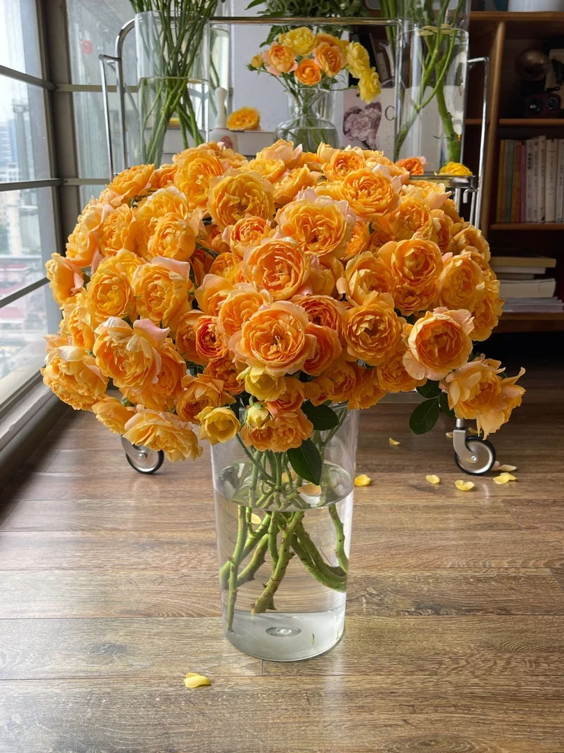 【果汁阳台】奥斯汀经典果汁多头玫瑰 全场任意两单鲜花包邮（坤）