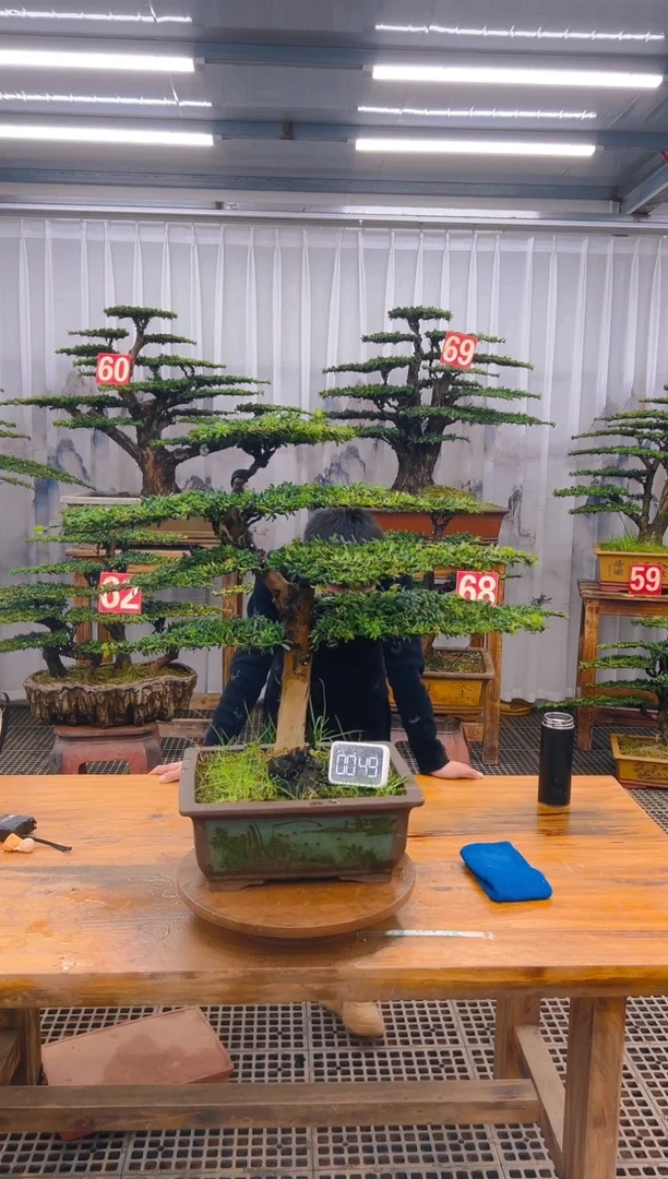 【闪购商品】紫砂精品盆景直播间一物一拍