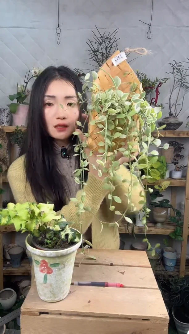 无花朵162金边粉翠加蓝子 一套