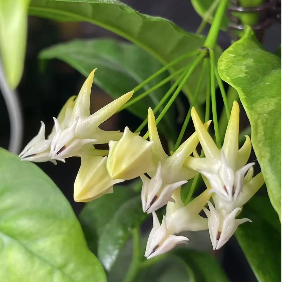 流星球兰 (Hoya Multiflora) 可爱勤花品种易上梗耐旱室内花卉