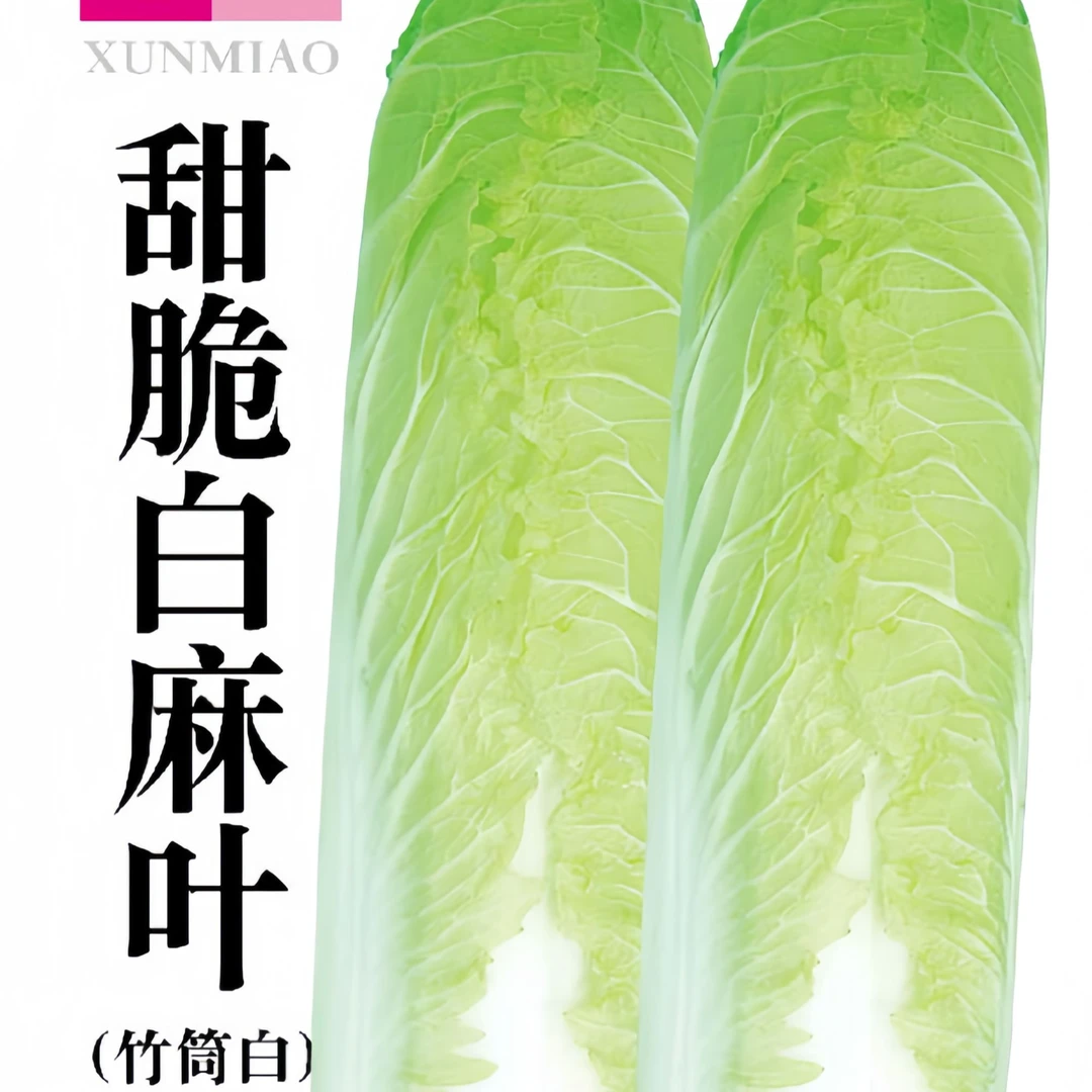 【全店满5包包邮】天津白麻叶大白菜种子直筒包心蔬菜种