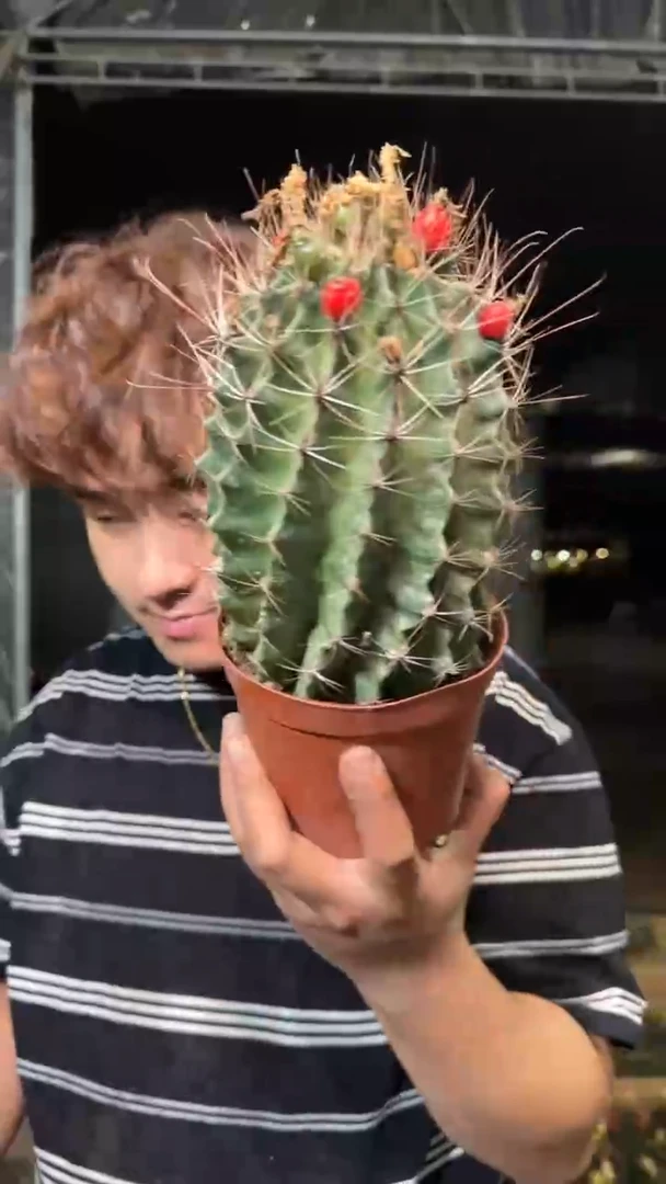 超大单头 龙王【实生根】