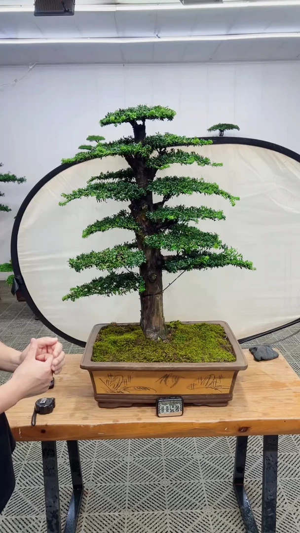 无花朵造型盆景一物一拍