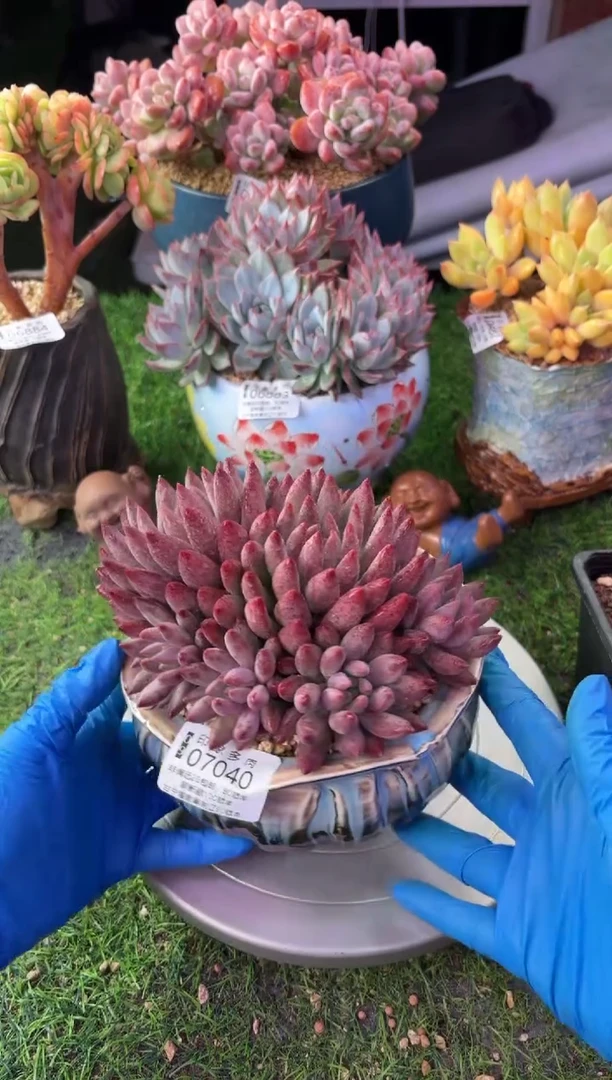 昆明印象多肉07040