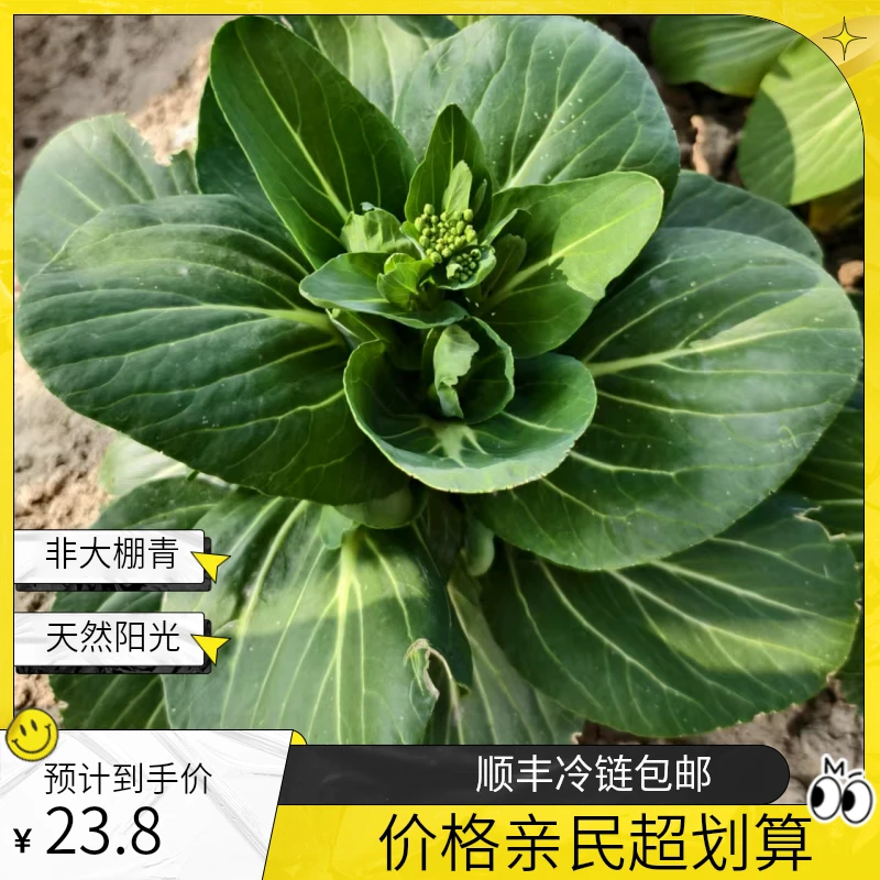 阳光雨露非大棚农家上海青