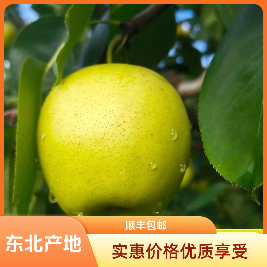 [顺丰]应季新鲜采摘皇冠梨超甜超多汁东北发货顺丰包邮