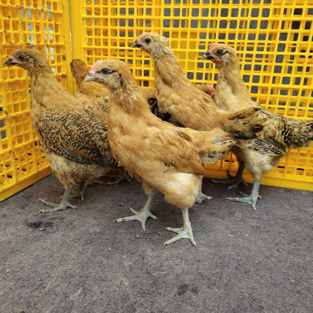 姐妹宠物鸡活鸡麻羽蛋鸡淮南草土鸡饲养家庭养鸡1.5-1.8斤