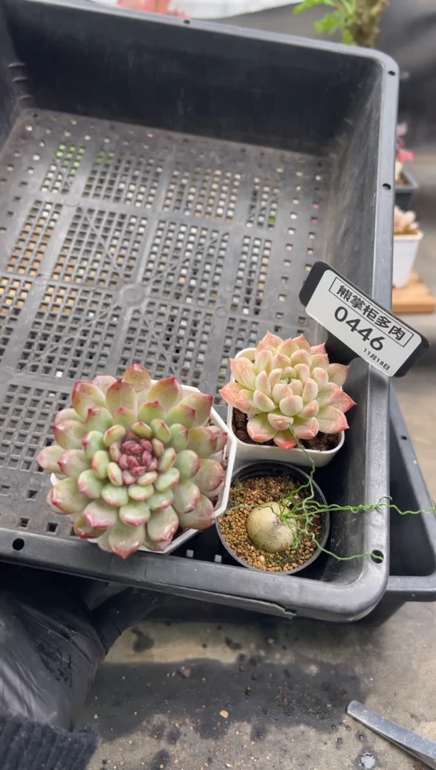 ღ****࿐446-泰迪海葱带盆土+糖心星黛露+暗纹虞美人带盆土