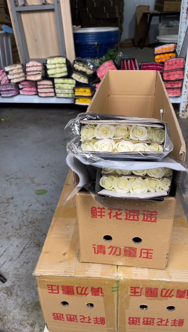 **骄傲白玫瑰20枝