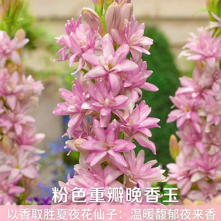 重瓣 10芽 【粉色晚香玉】浓香
