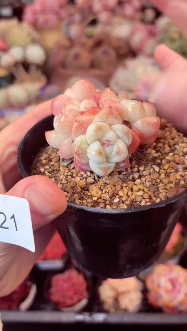 【闪购商品】5421群生草莓冰玉多肉