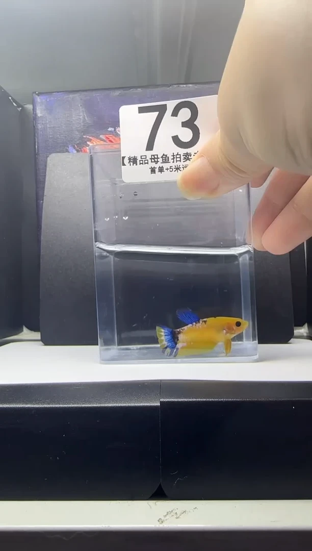 斗鱼母鱼编号：73