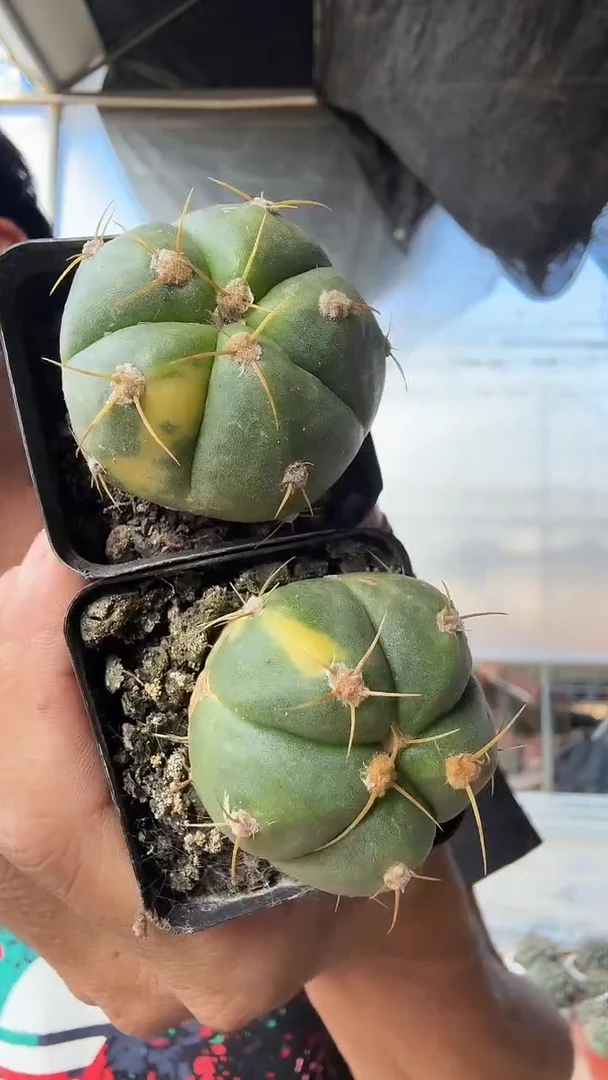 自根圣王丸锦两颗9.99