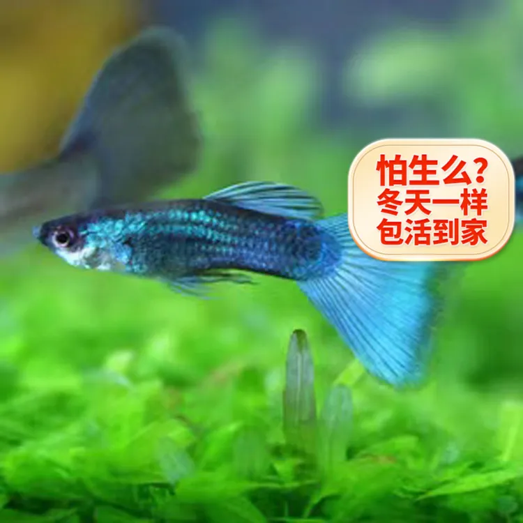 【热带鱼】蓝白冰蓝天空蓝活体活鱼巴西红扇血红七彩蕾丝观赏鱼小型