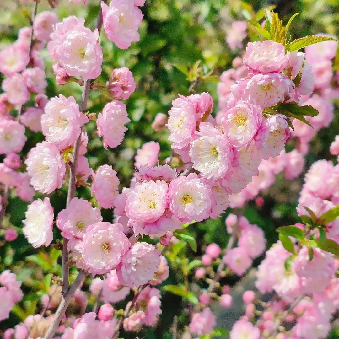 【一品花集】【粉色珍珠李】剥外瓣深水养 云南昆明基地直发家用鲜花
