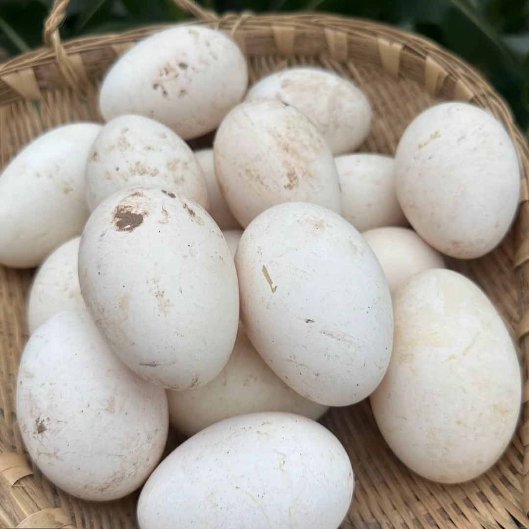 鹅蛋6枚农家散养新鲜土鹅蛋