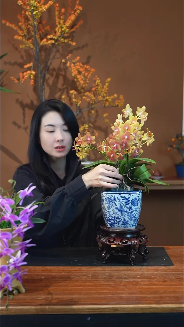 全部花朵橘子汽水盆景盆景盆景