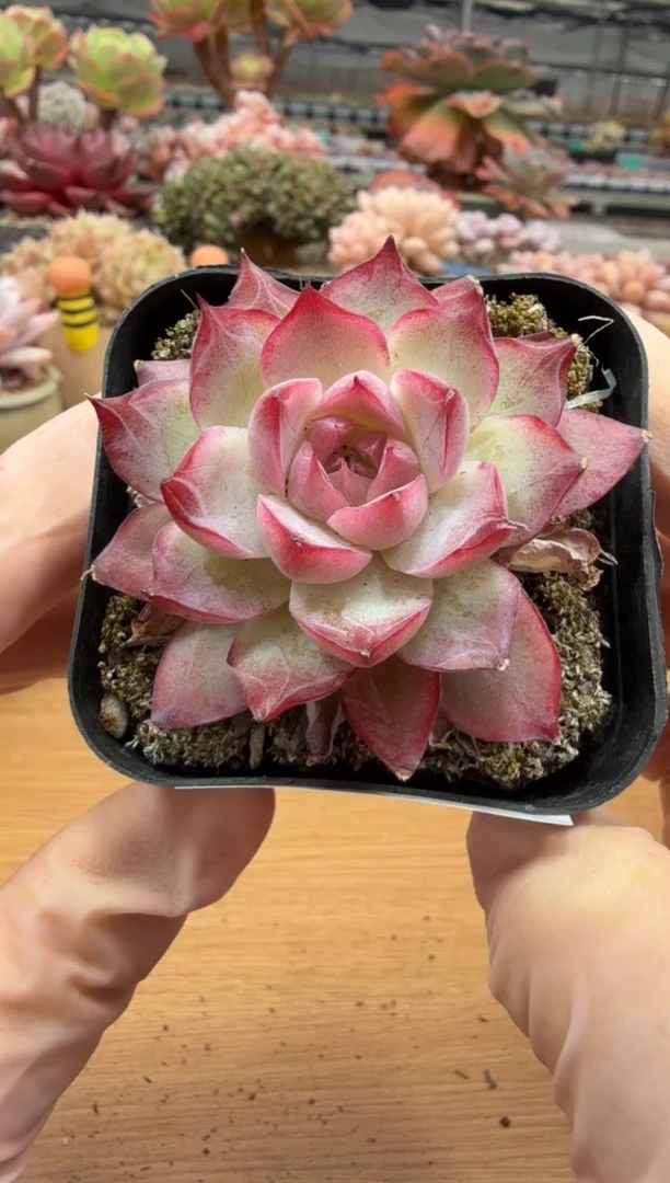 东云多肉园二店-30