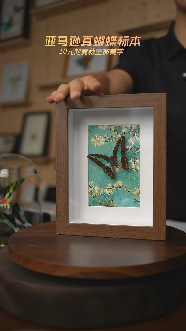 有机玻璃青凤蝶8寸复古框腊梅款