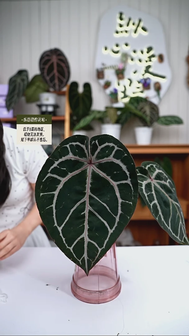 完全开放Y87玄紫