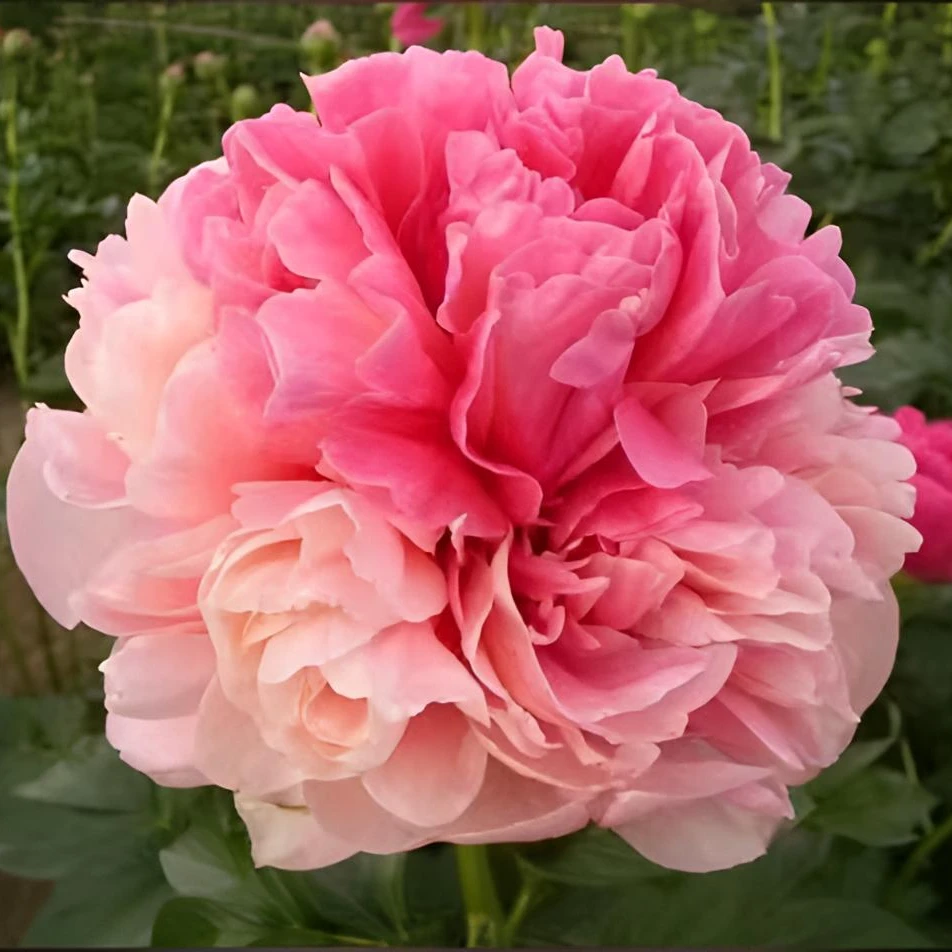 进口芍药花苗【金姆】秋季发苗；先发肥料