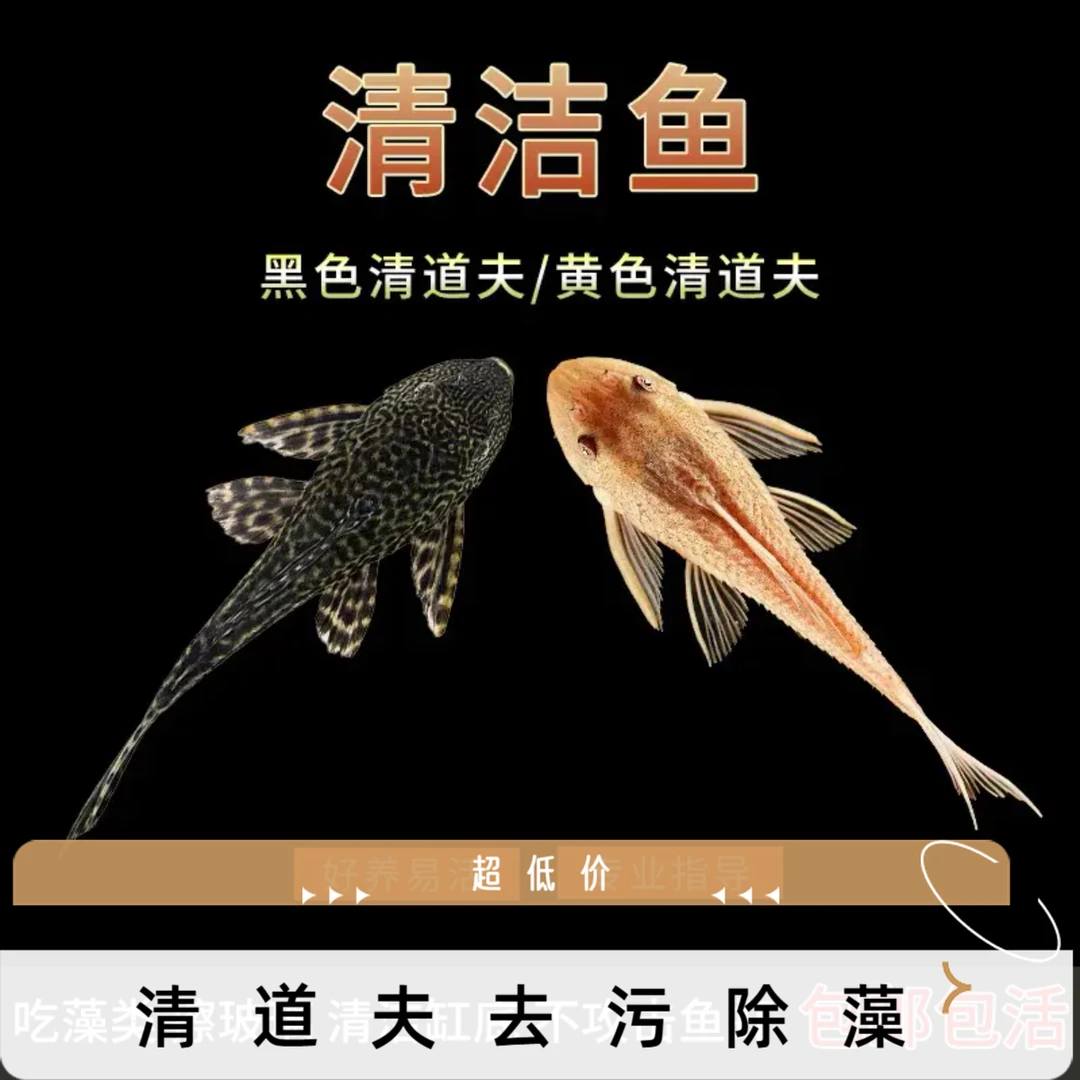 清道夫鱼缸清洁工具鱼小型淡水鱼除藻清理饲料残渣热带鱼苗观赏鱼