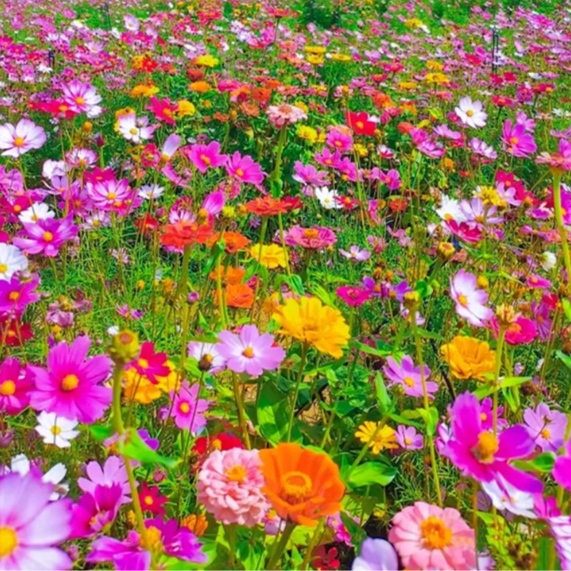 七彩格桑花种子格桑花籽四季种植超长花期易活庭院野花波斯菊种孑