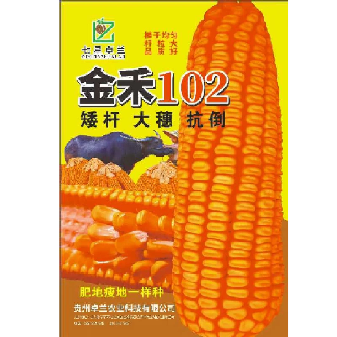 金禾102抗病抗倒双胞率高半马齿型玉米种子