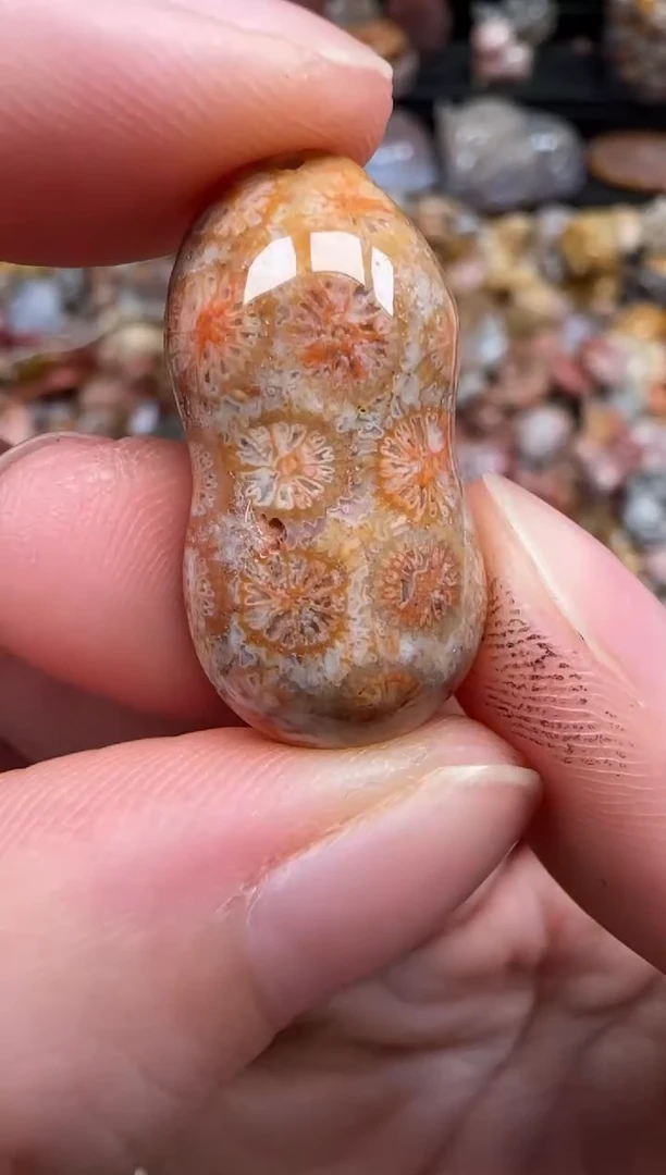 硅化珊瑚（珊瑚玉）未镶嵌颈饰210