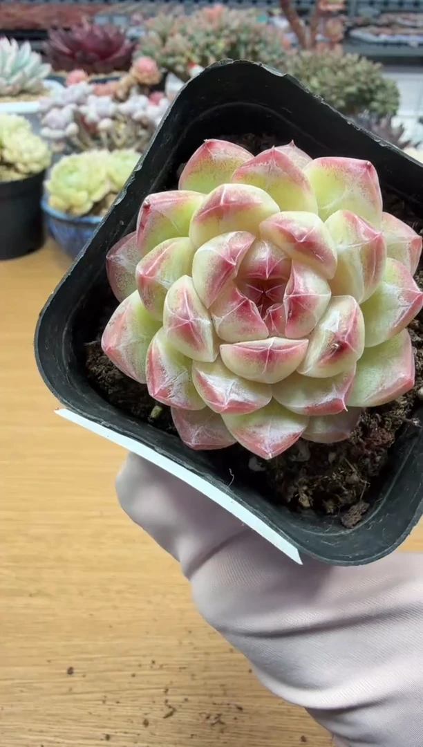 东云多肉园二店-51