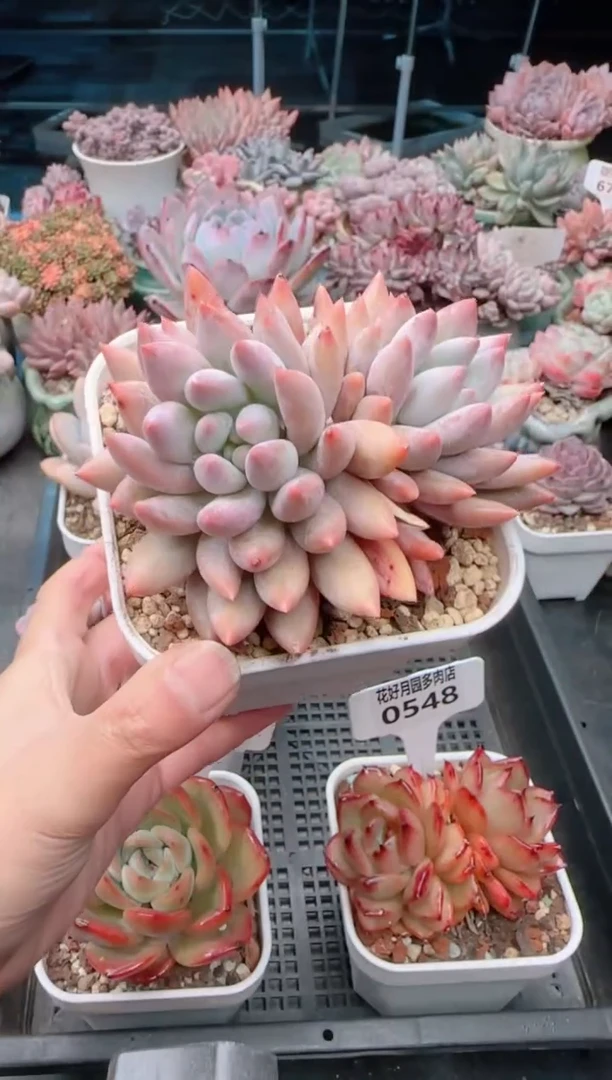 【闪购商品】0550.