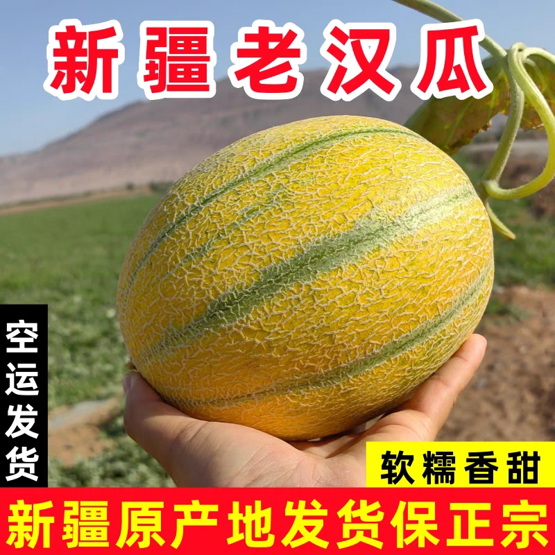 【顺丰空运】新疆金纹老汉瓜新鲜现采软糯多汁空