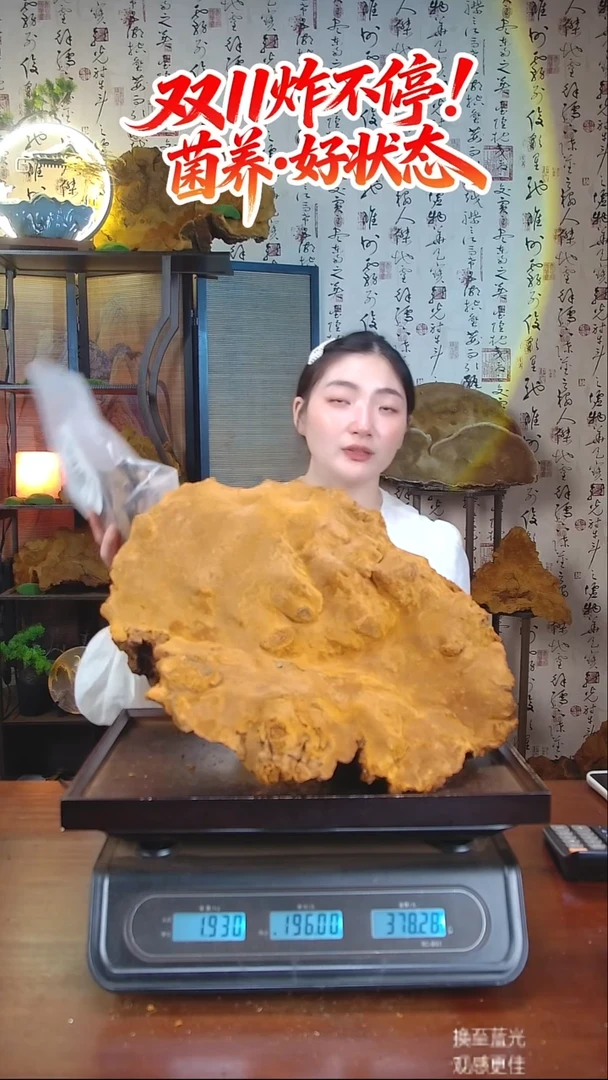 松针层孔菌中国大陆【藏区 野生】松树桑黄（3.86斤）50-60年份