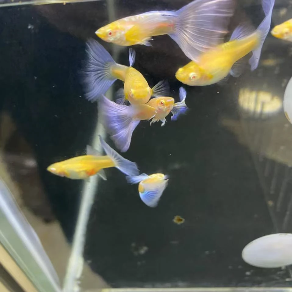 紫白飞船孔雀鱼，鱼房精养