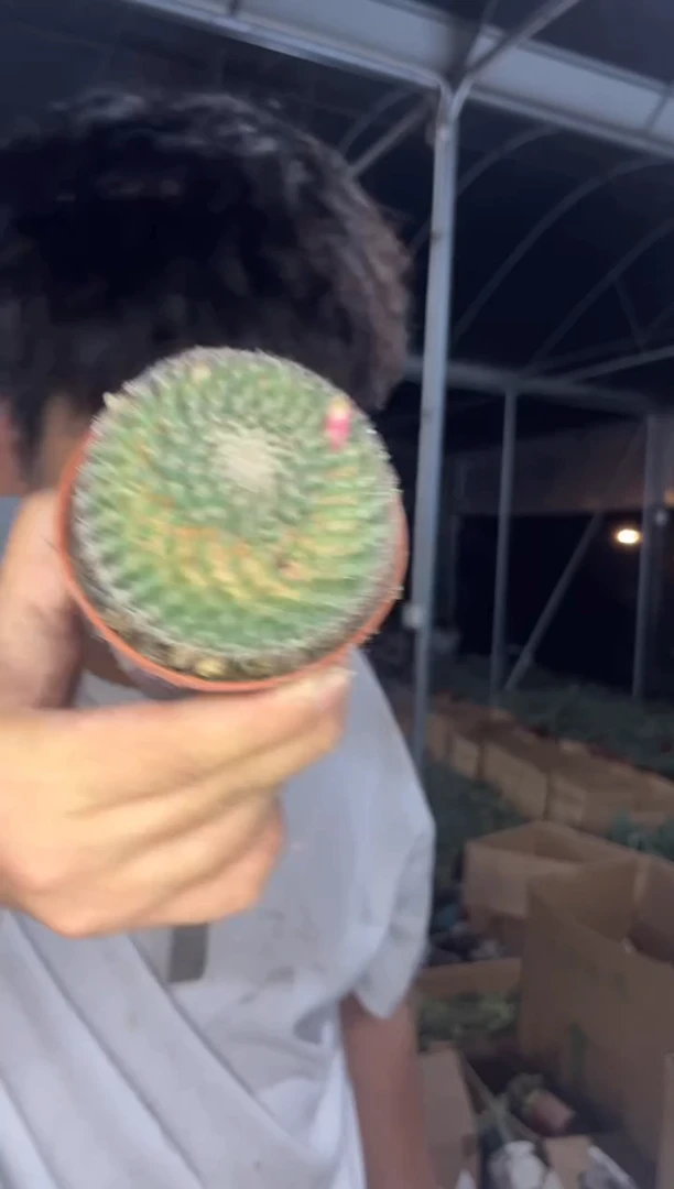 3颗 单头 实生根 玉翁 5-8cm