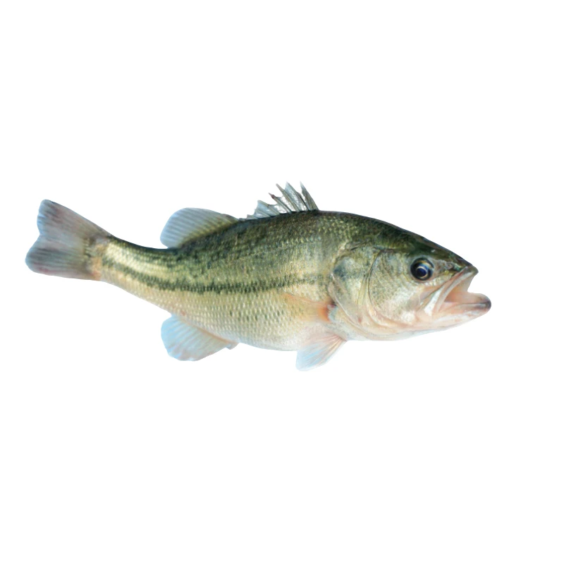 鲈鱼苗 加州鲈鱼大口黑鲈淡水养殖观赏鱼活体路亚宠物鱼冷水鱼