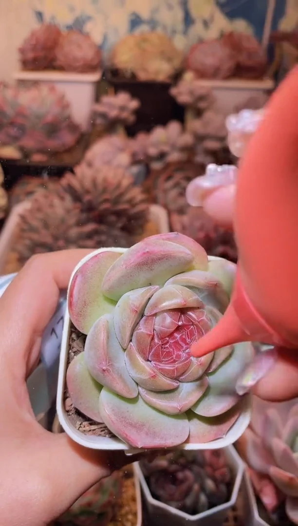 【闪购商品】170折镜多肉