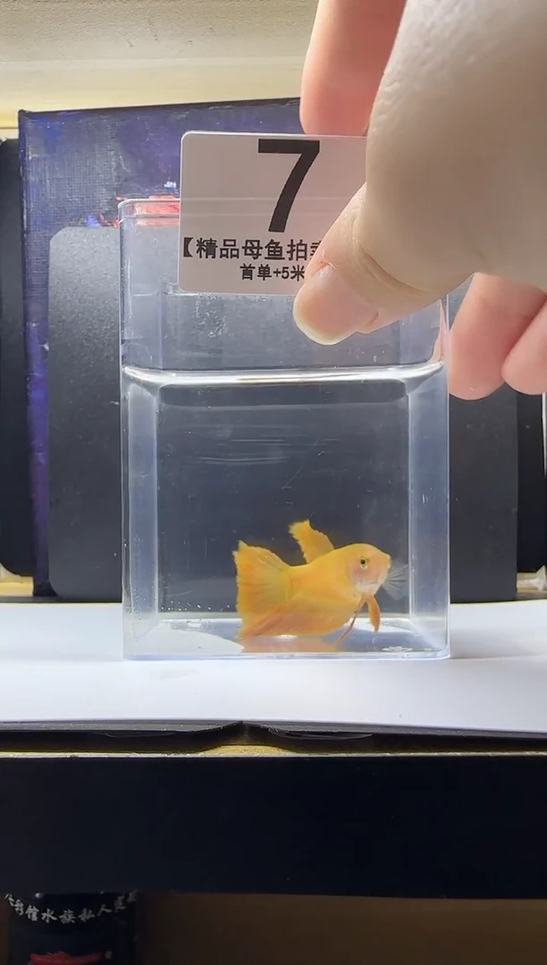 斗鱼母鱼编号：07
