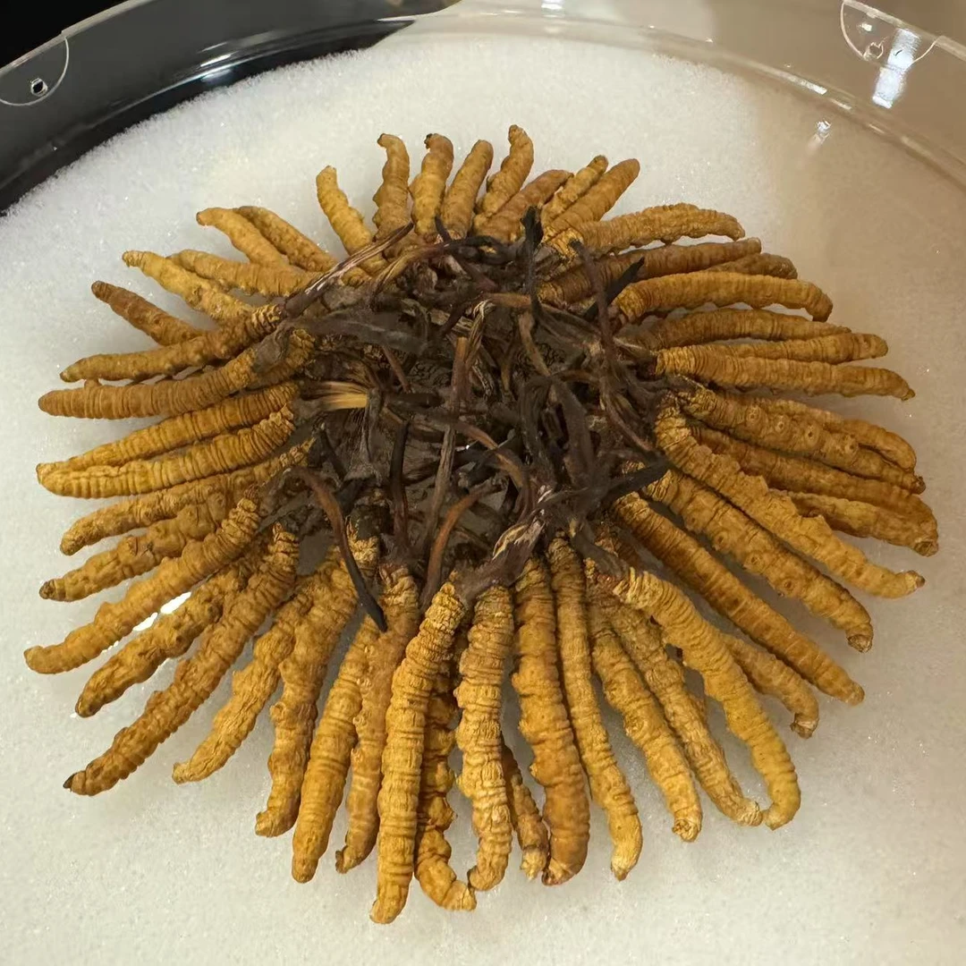 精选正宗冬虫夏草整根干货1克/5根