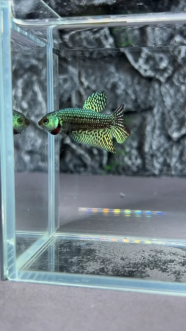 斗鱼竞拍链接A016