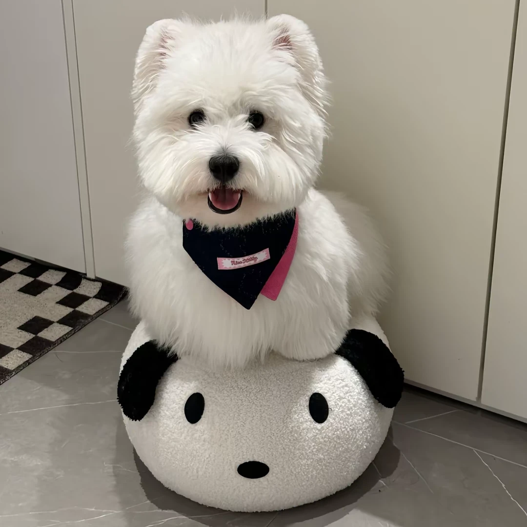 (吴老板的西高地）西高地白梗宠物狗狗活体通用链接（拍前联系达人）